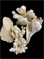 Real Dried Coral & Conch Shell