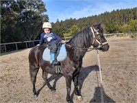 (VIC) THUNDER - AUSTRALIAN PONY MARE