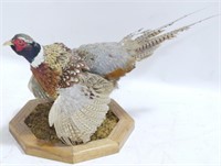 Taxidermy Pheasant - 15"