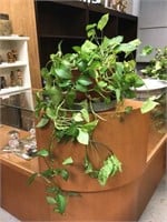 Large House Plant -as is -Long Tendrils