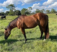 Coyote French Frost 2010 Bay AQHA Gelding