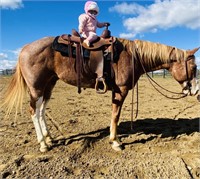 Penelope 10yo Red Roan Quarter Horse Mare VIDEO