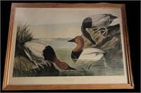 LARGE VINTAGE AUDUBON PRINT IN WOODEN FRAME