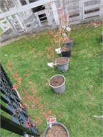 DWARF JAPANESE RED LEAF MAPLE THIS IS 5 TIMES
