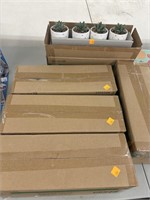 20 cnt Succulents (5 boxes w/ 4 Each