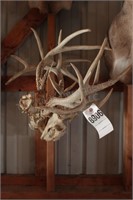 2 Deer Skulls w/Antlers