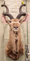 Taxidermy Greater Kudu Bust Mount Trophy