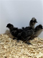 3 Unsexed-Black Silkie Chicks