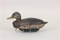 Black Duck Decoy by Unknown Canadian Carver,