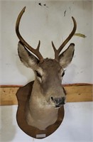 4-Point Buck Whitetail Deer Mount