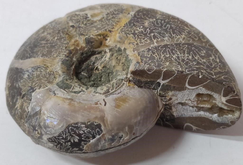 102-110 Million Year Old Ammonite Cleoniceras