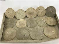 Collection of 14 assorted sand dollars