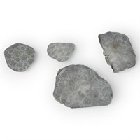 Small Petoskey Stones w/ Wafer-ed Pieces