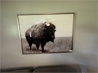 BISON PICTURE