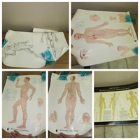 Laminated Acupuncture Posters