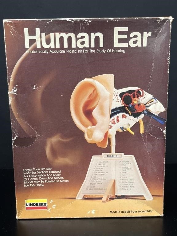 Lindberg Human Ear Anatomical Plastic Model 1987