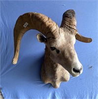 large Dall sheep ram  30" wide, 14" from skull