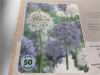 50-Pk Tasc Allium Amplectens Bulbs