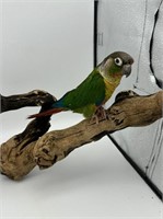 Unsexed-Yellowsided Conure-Young adult
