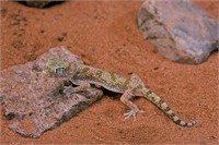 2" Dwarf Sand Gecko Juvenile