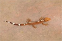 White lined gecko
