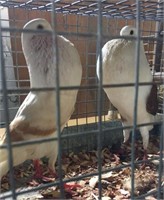 Pouter pigeons