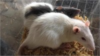 White and black  rats