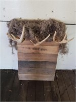 Deer Antler Coat Rack 16 x 25"