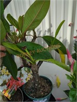 Assorted colors Plumeria