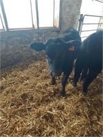 Number 73- Simmental Black Angus Cross Steer *