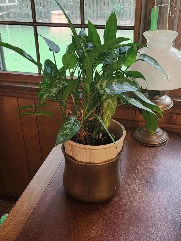 LIVE House Plant