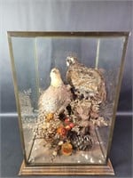 Taxidermy Grouping a Pair of Quails