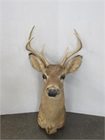 Whitetail Deer Mount 6pt.