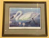 Framed print JJ Audubon - common American swan,