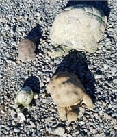 Lot Of 4 Turtle's