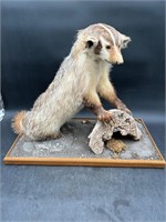 Vtg Badger Mount