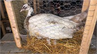 Purple Silver Pied Breeder Peahen - 3 Yrs Old
