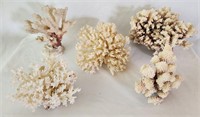 Lot of Fish Aquarium Dead Brain Coral Specimens
