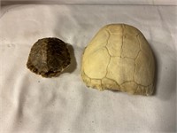 Turtle shells