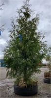 American Arborvitae Tree. 9' tall. Tall growing,