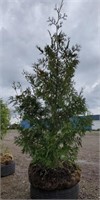 American Arborvitae Tree. 7' tall. Tall growing,