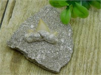 SHARK TOOTH IN MATRIX ROCK STONE LAPIDARY SPECIMEN