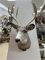 7 Point Whitetail Deer Shoulder Mount