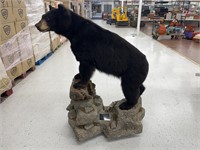 Black Bear Full Body Mount On Decor Rock