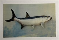 Vintage PPC Postcard Tarpon!