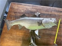 32 inch Taxidermy fish