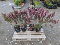 4 Weigela