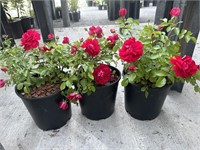 3 Lots of 1 ea 2 Gal Rosa BALage-Easy Elegance