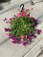 12" South Beach Easy Wave Petunia Hanging Basket