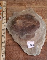 Fish  Fossil rock